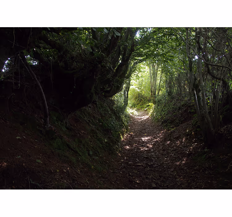 Forest wall mural forest pathway trail - TenStickers