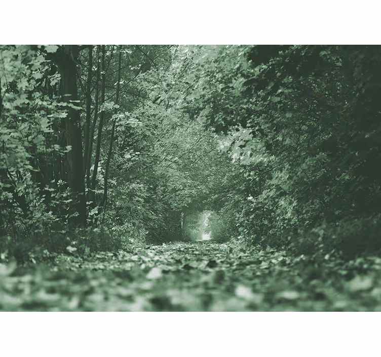 Forest wall mural lush woodland path - TenStickers