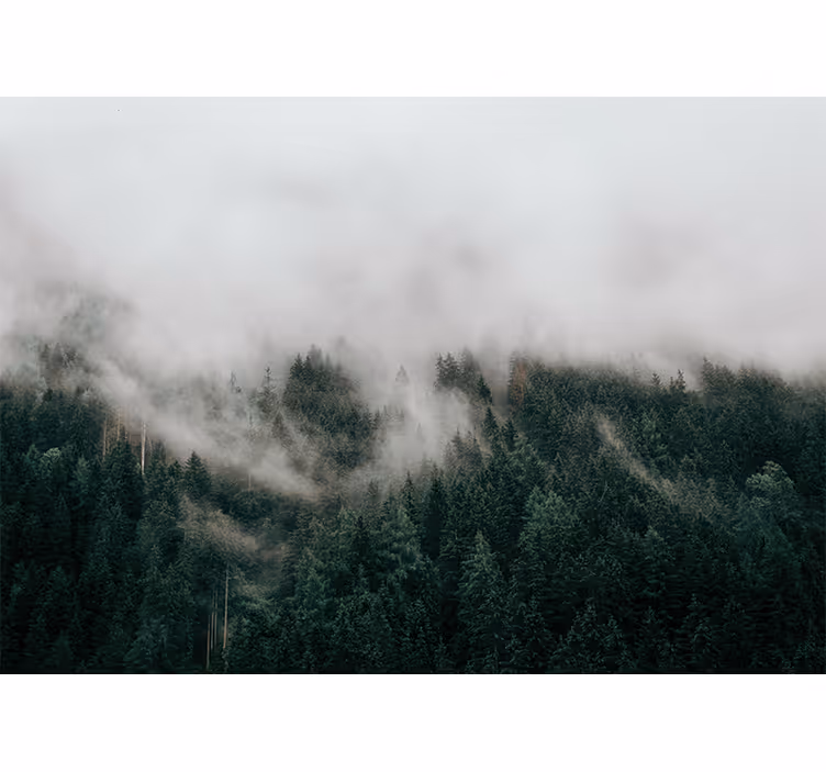 Foggy forest landscape forest wall mural - TenStickers