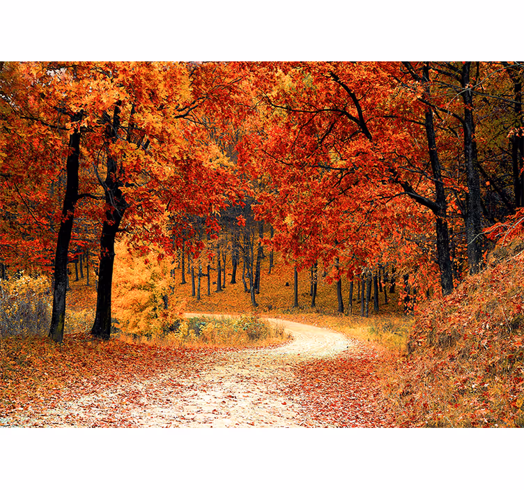 Nature wall mural autumn woodland pathway - TenStickers