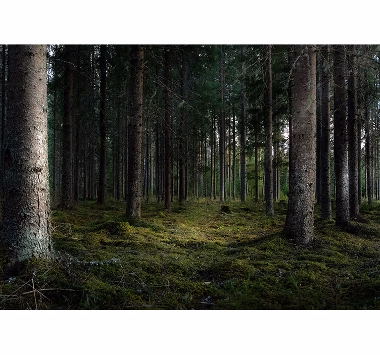 Trees in the forest nature wall mural - TenStickers