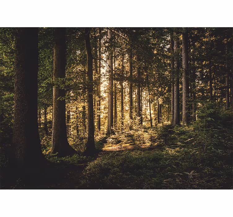 Midday forest nature wall mural - TenStickers