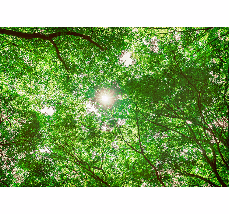 Nature wall mural canopy tree perspective - TenStickers