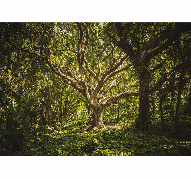 Forest wall mural majestic tree canopy - TenStickers