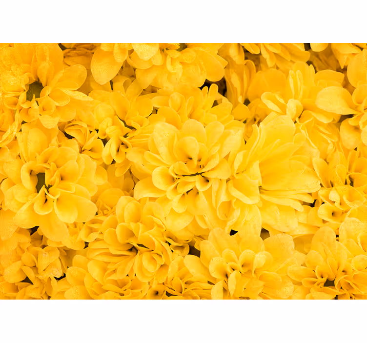 Flower Petals Yellow Wall Mural - TenStickers