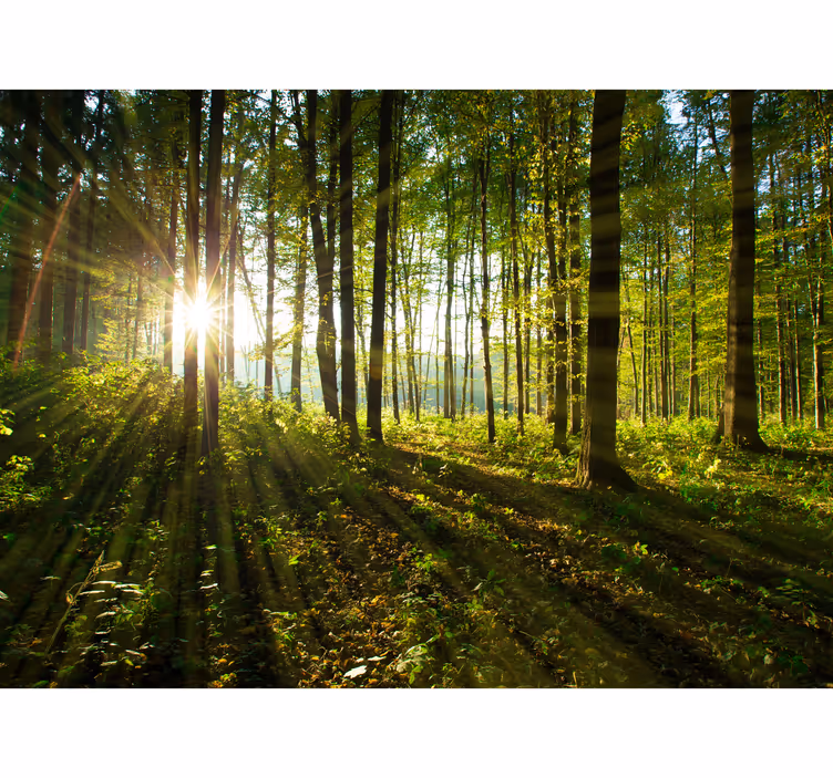 Sun through the trees Forest Wall Mural - TenStickers