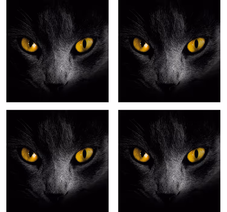 Black cat halloween coaster - TenStickers