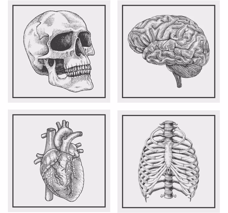 Geek coasters anatomical skull brain heart skeleton - TenStickers