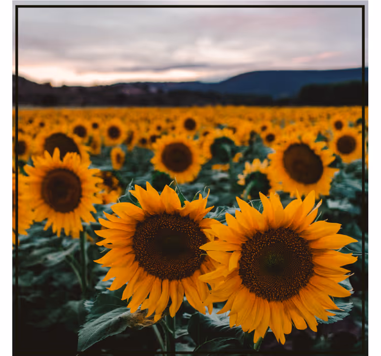 Pretty sunflower field modern coaster - TenStickers