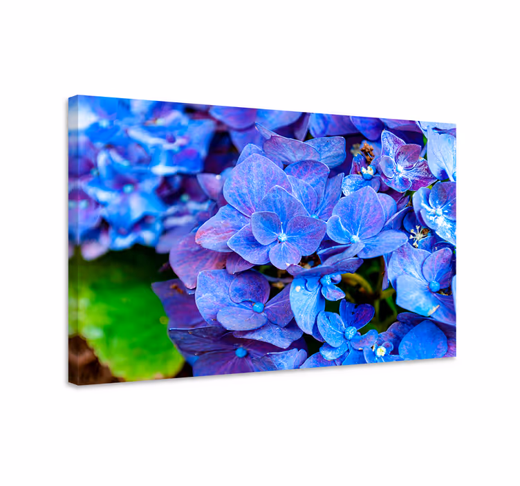 Blue canvas print hydrangea blooms artwork - TenStickers