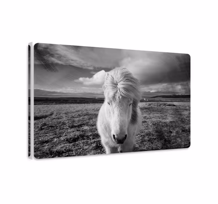 Horse wall art white horse - TenStickers