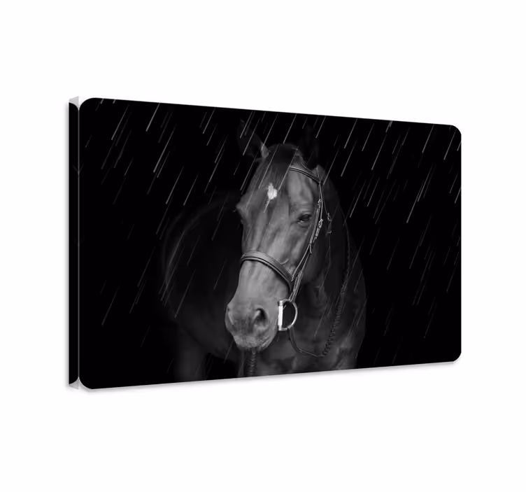 Horse wall art dignified horse in the rain - TenStickers