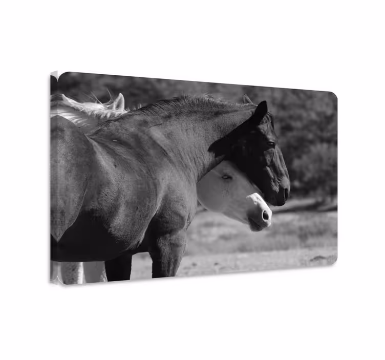 Horse wall art of black and white horses hugging - TenStickers