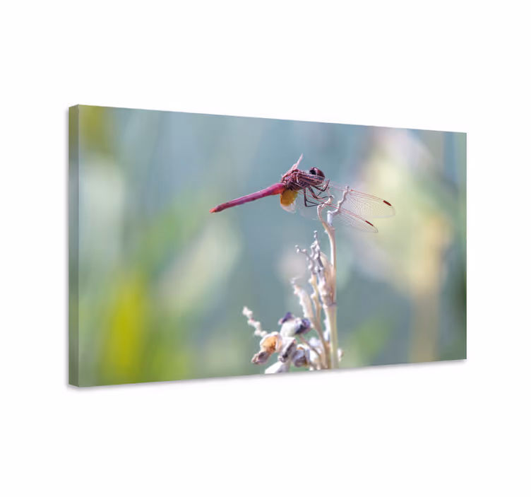 Dragonfly canvas elegant dragonfly resting - TenStickers