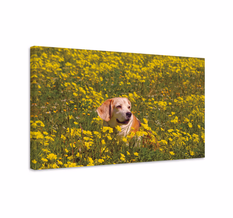Dog wall art happy dog outdoors - TenStickers