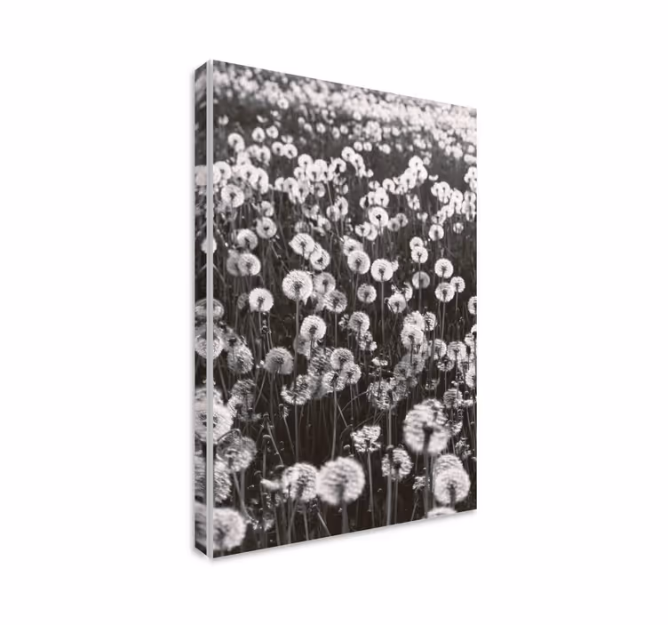 Flowers canvas delicate dandelion blossoms - TenStickers