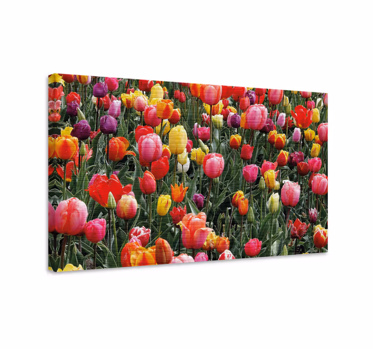 Multiple tulips in a field flower canvas - TenStickers