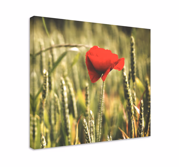 Single poppy with wheat  flower canvas - TenStickers