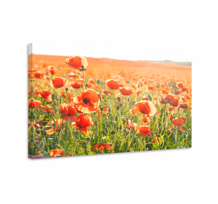 Flowers canvas field of poppies - TenStickers