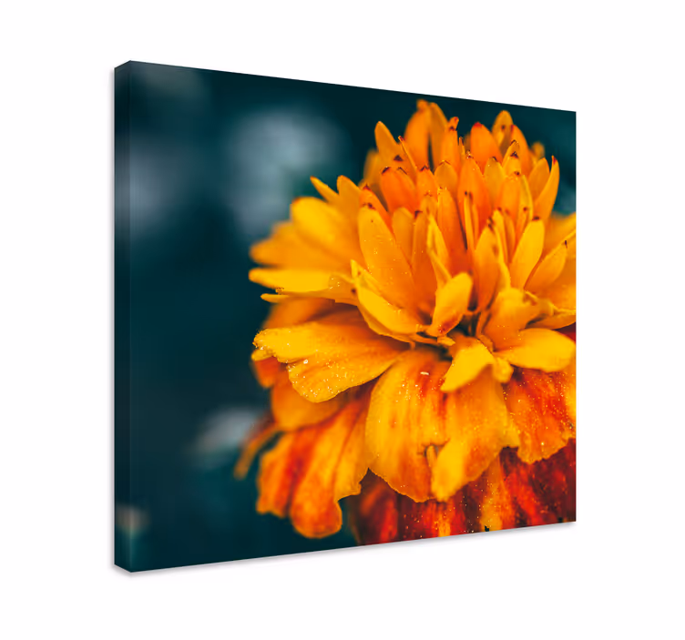 Flower canvas vibrant orange blossom art print - TenStickers
