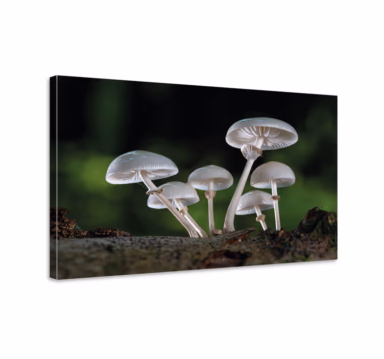 Flowers canvas mushroom forest art - TenStickers
