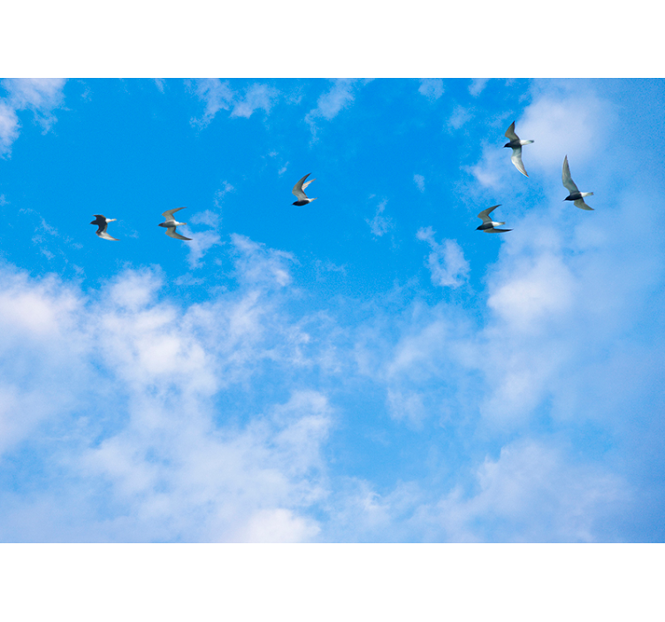 Blue roller blind blue sky and terns - TenStickers