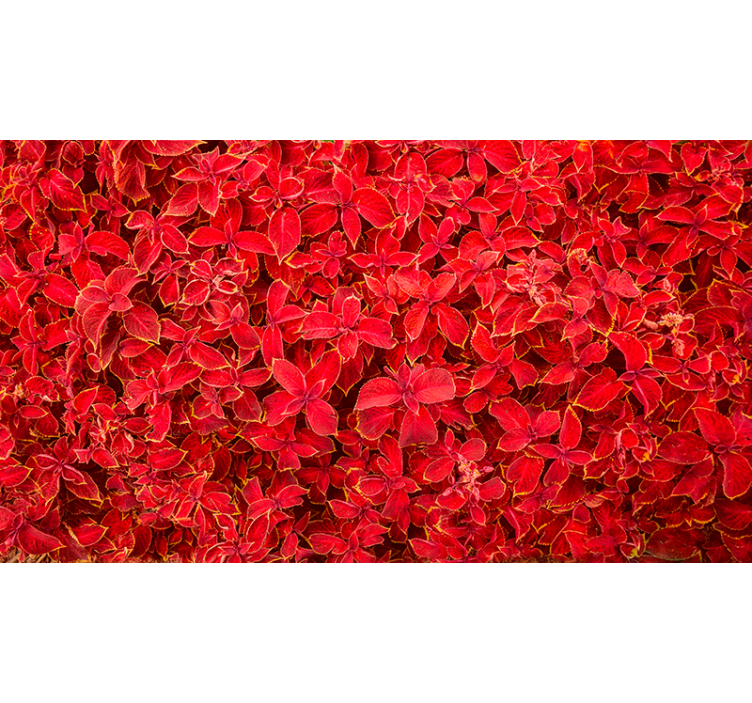 Red roller blind with petal design - TenStickers
