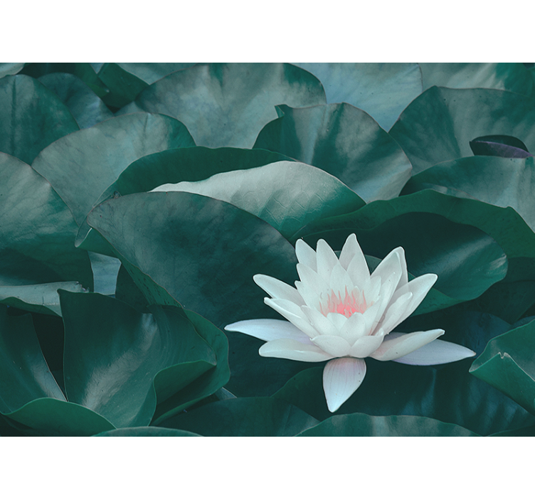 Zen white lotus flower roller blind for living room - TenStickers