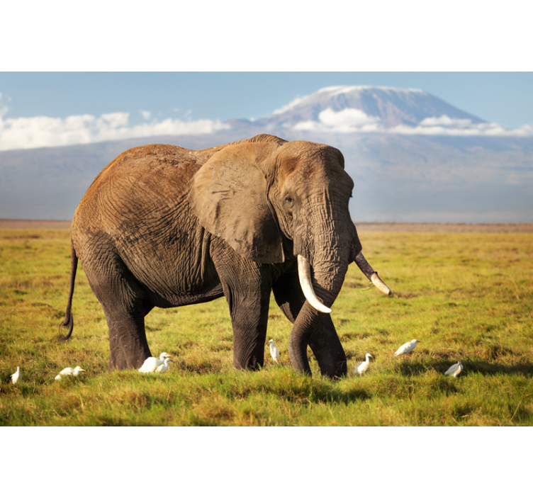 Kilimanjaro elephant roller blind for living room - TenStickers