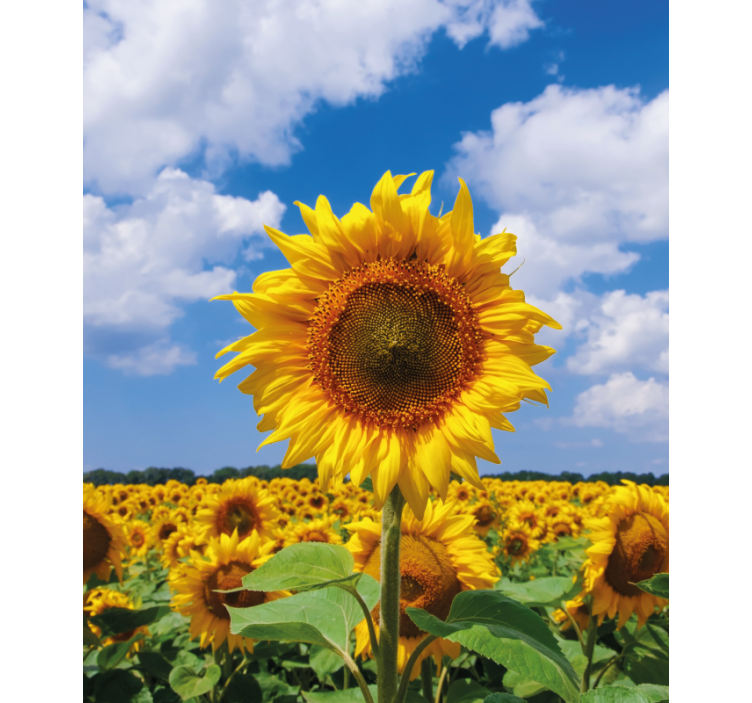 Sunflower Field Scene flower roller blind - TenStickers