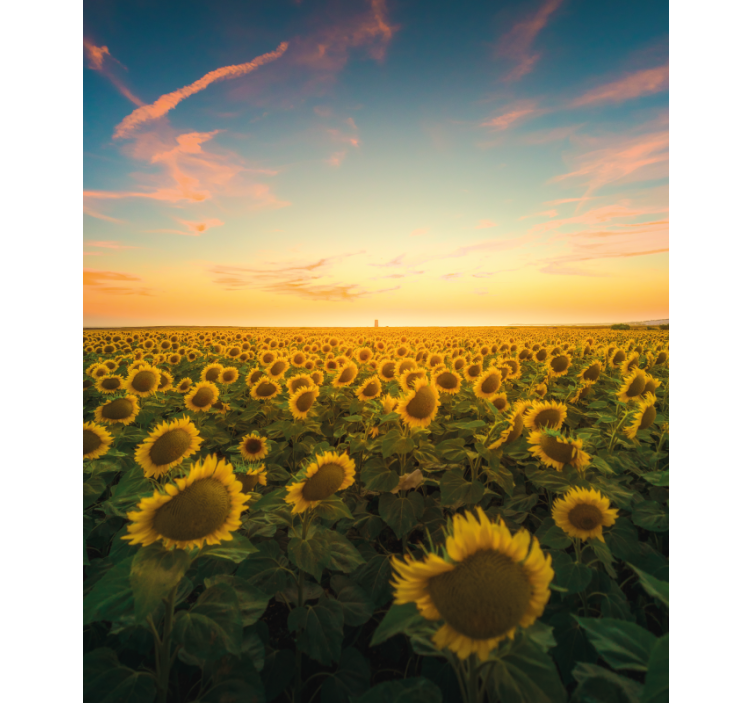 Sunflower Field Sunrise flower roller blind - TenStickers