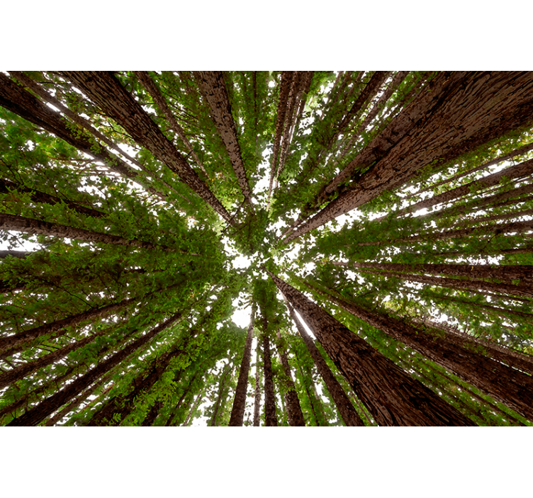 Tall canopy design tree roller blind - TenStickers