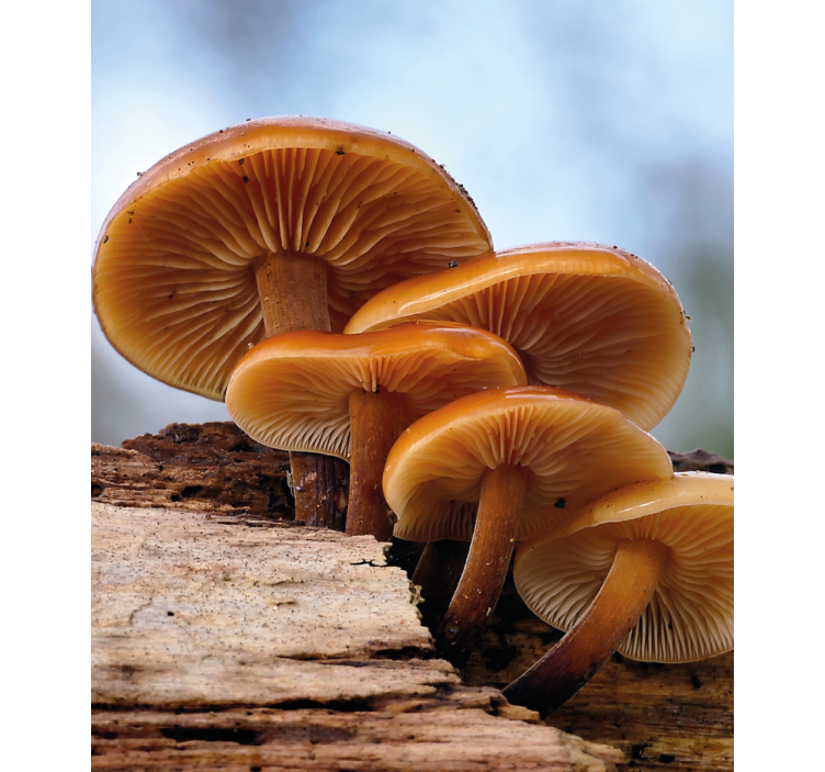 Mushroom Growth flower roller blind - TenStickers