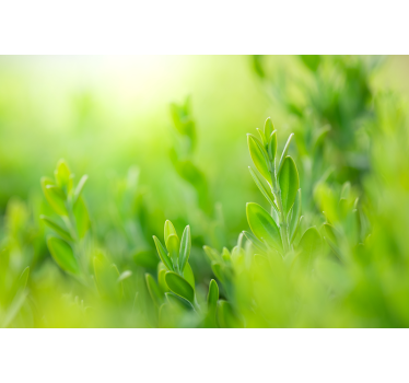 Light green spring leaves roller blind for living room - TenStickers