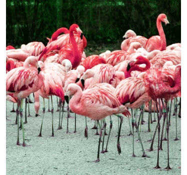 Nice flamingos on water roller blind for living room - TenStickers