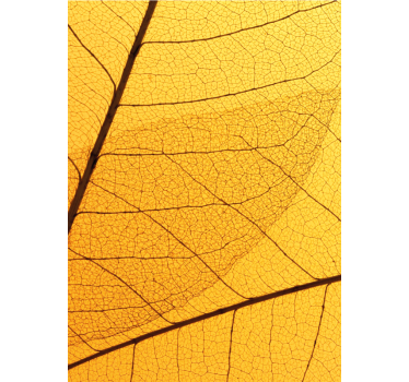 Yellow roller blind with botanical leaf design - TenStickers