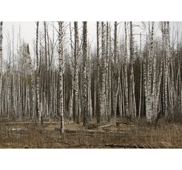 Gray birch forest roller blind for living room - TenStickers
