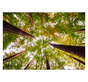 Roller blind for living room big trees in woodland - TenStickers