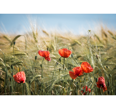 Poppies in summer wheat roller blind for living room - TenStickers