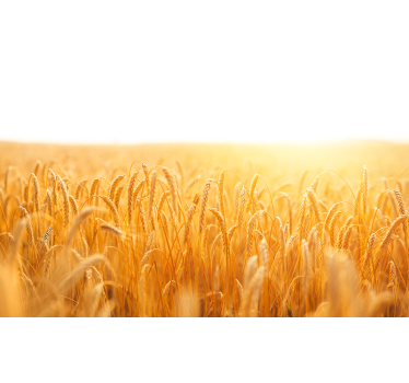 Wheat field aesthetic roller blind for living room - TenStickers