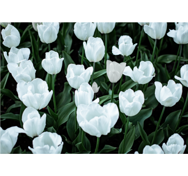 White tulips roller blind for living room - TenStickers