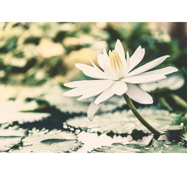 White lotus on lake roller blind for living room - TenStickers