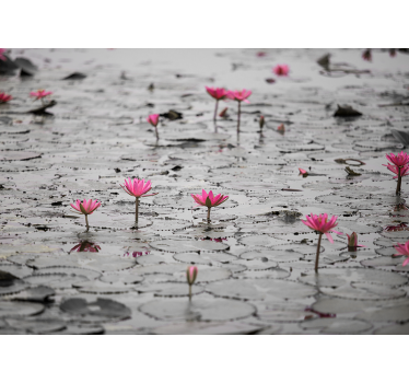 Roller blind for living room loto flowers on water gray - TenStickers