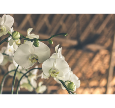 White orchid textured roller blind for living room - TenStickers