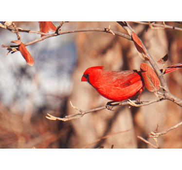 Beautiful red bird in leaves roller blind for living room - TenStickers