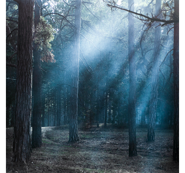 "nature" dusk in the forest roller blind for living room - TenStickers