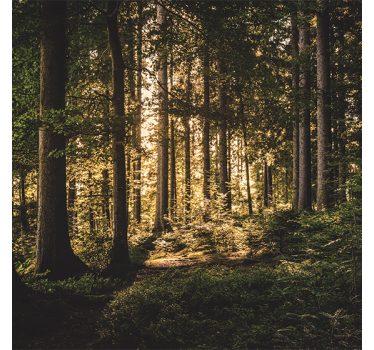 Roller blind for living room nature midday forest - TenStickers