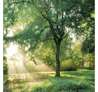Nature greenish morning forest roller blind for living room - TenStickers