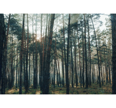 Roller blind for living room with pine forest design - TenStickers