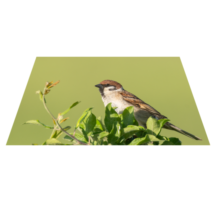 Modern placemat bird on green - TenStickers